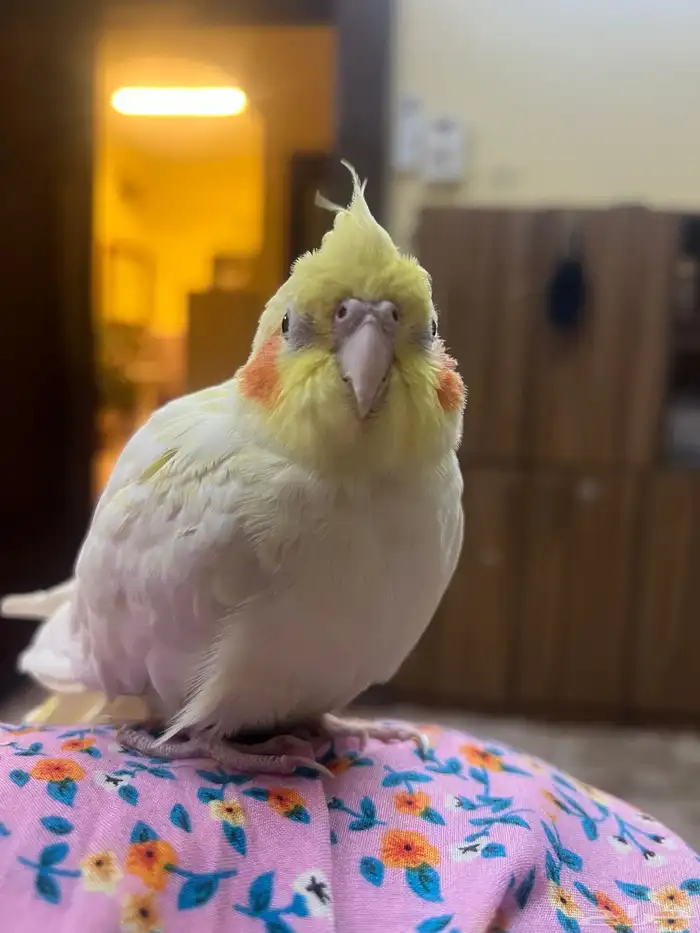 parrots for sale 18