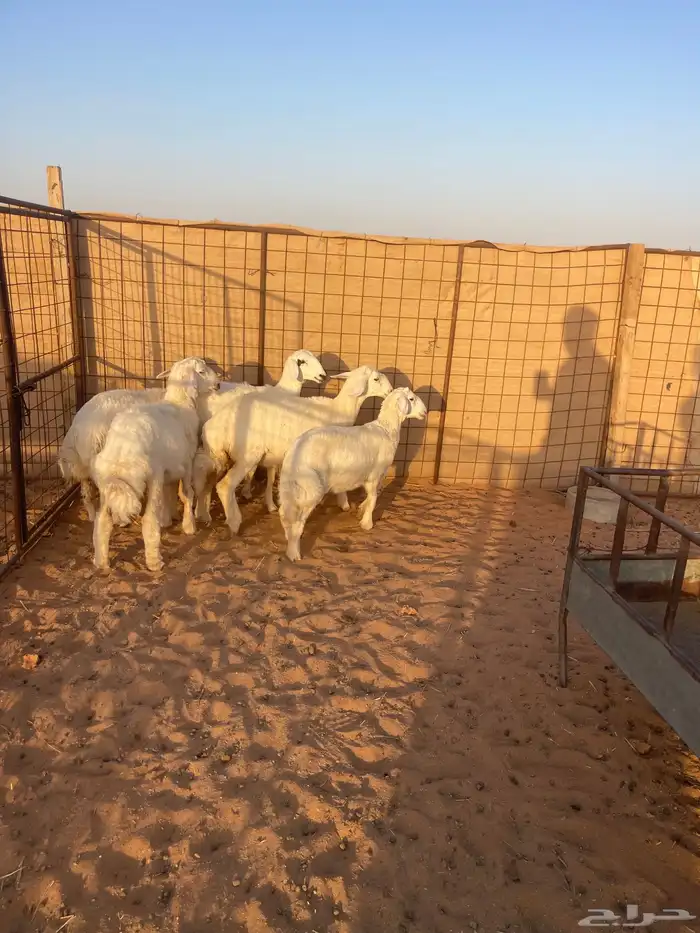 رخال حريات تم البيع الله يبارك لهم 1
