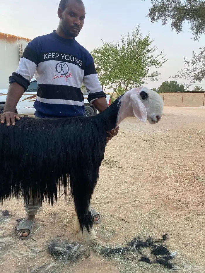 نجدية ثنيه صنف معرفة ( تم البيع ) 0