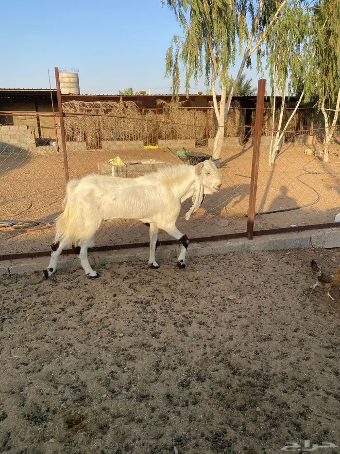فحل هولندي مشروك 2