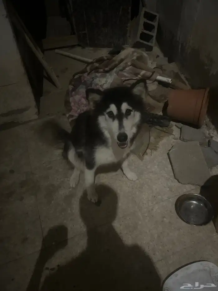 كلبين هاسكي ذكر وأنثى 4