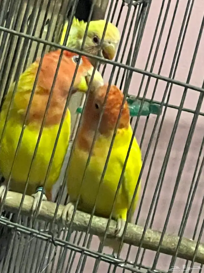 روز زوج منتج 4