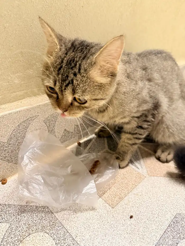 بسه بيت ضايعه بالحمدانيه 3