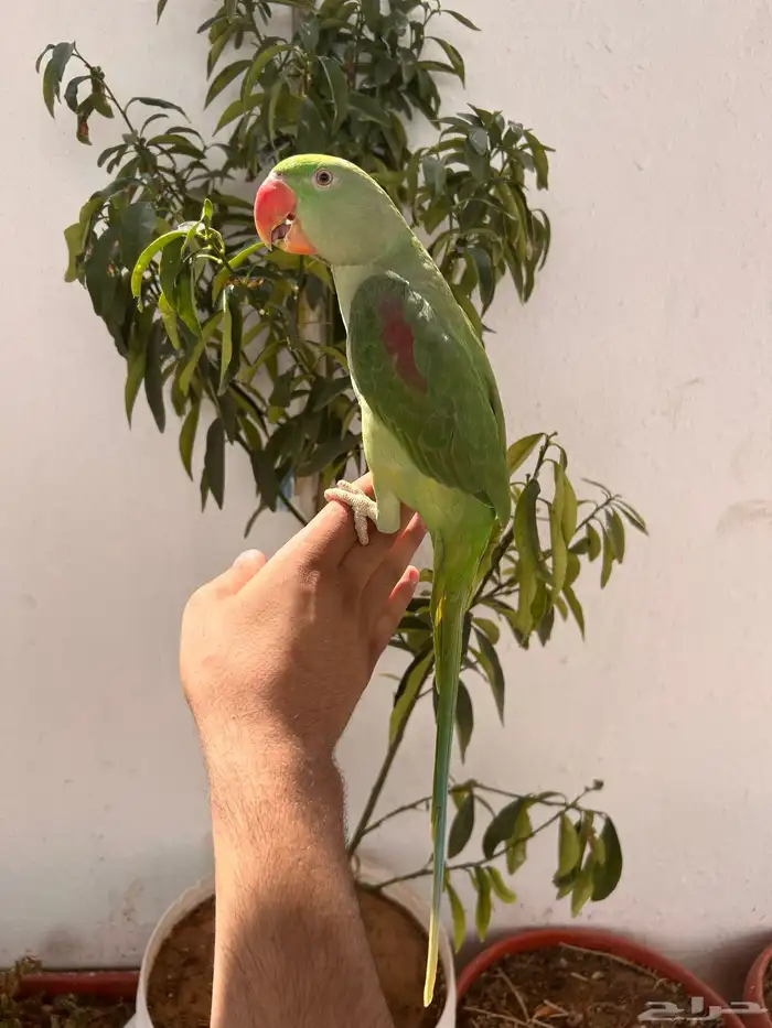 ذكر دره نيبالي اليف و متكلم 2