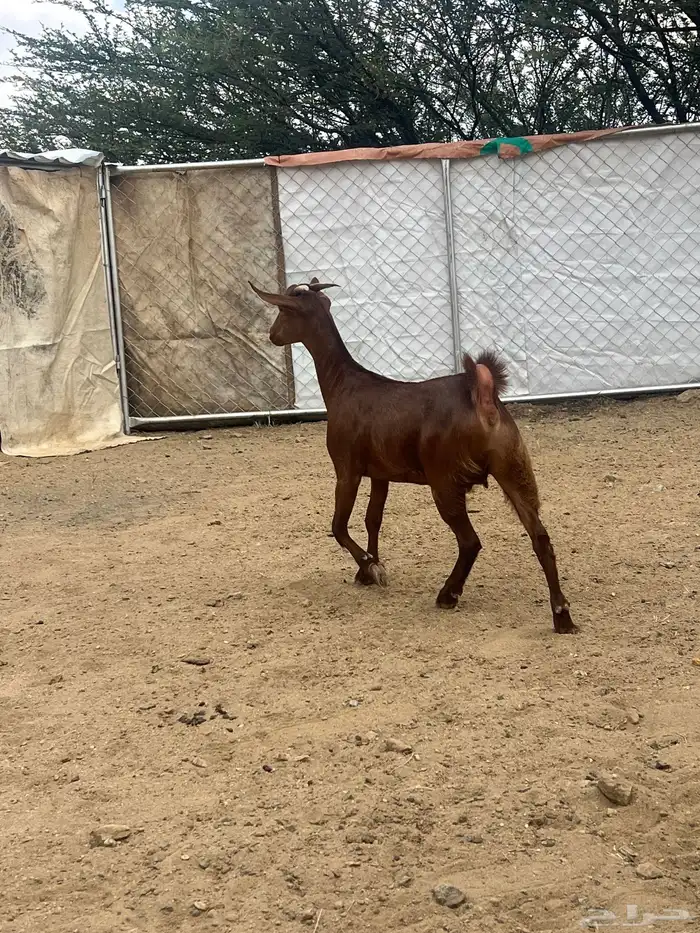 عنقان تأسيس مراح 7