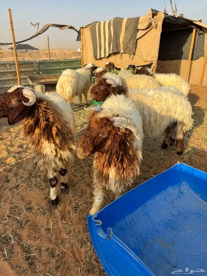 طليان نعيم فل شحم 2