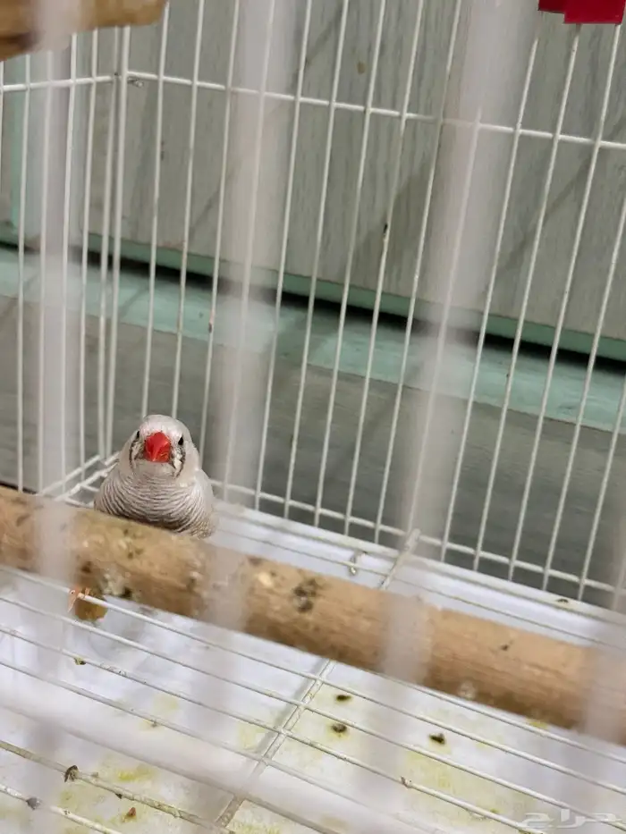 2 pairs with cage for sale 2