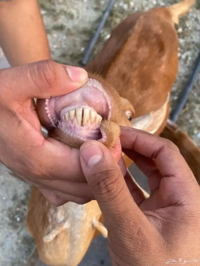 ماعز 4