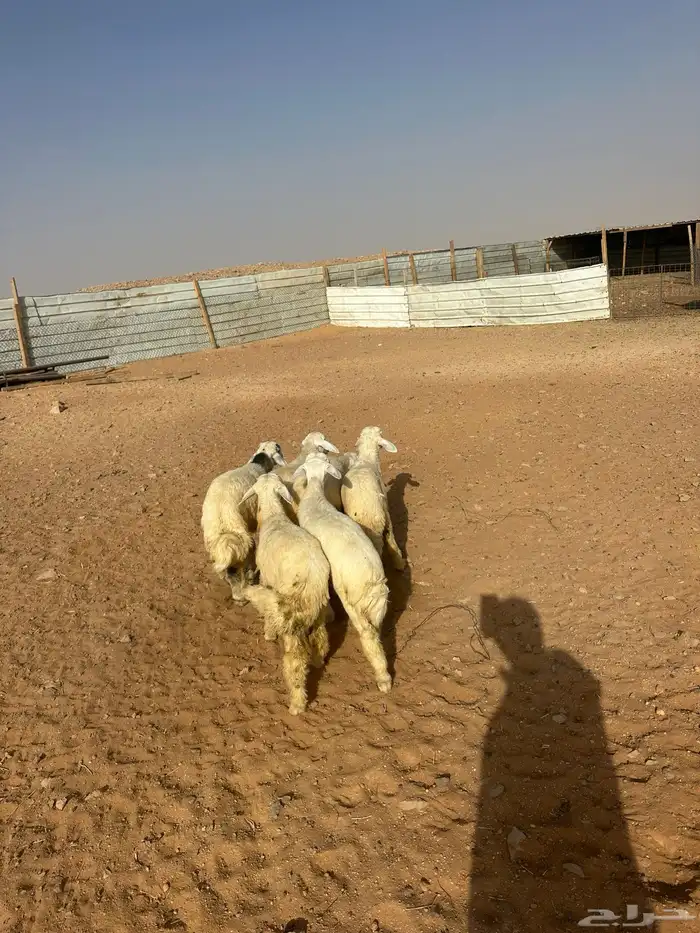 هرافى حري العدد 6(. 5خرفان  . 1رخل) 5