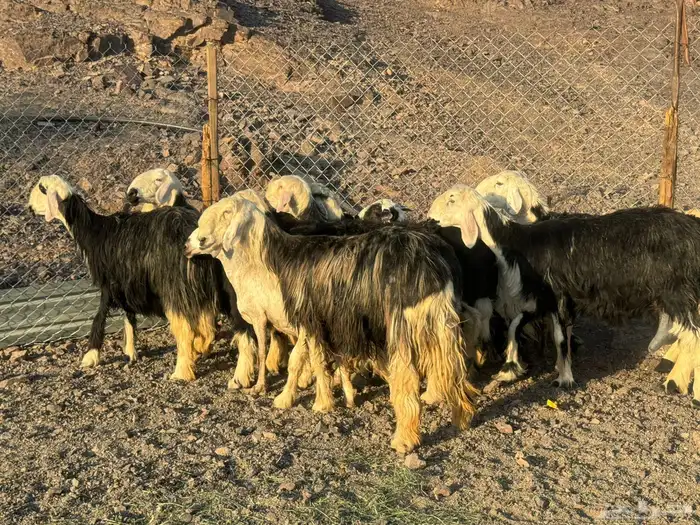 نجد مراح وعدد قليل 0
