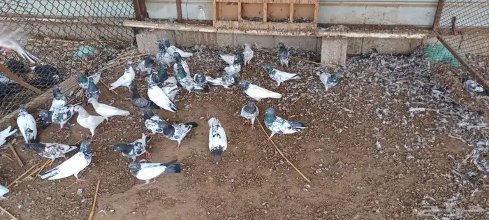 حمام باكستاني 0