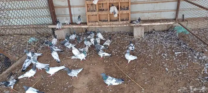 حمام باكستاني 2