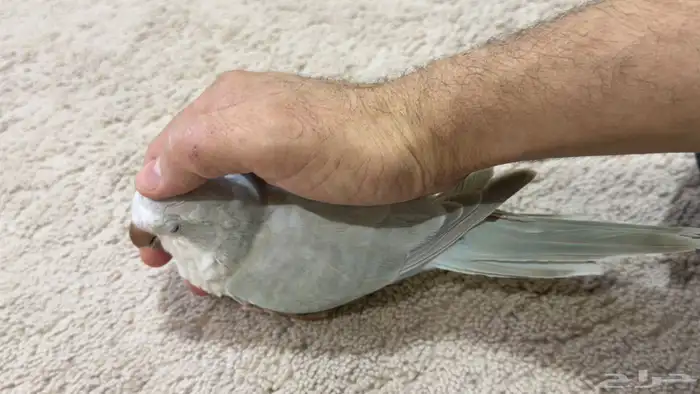 كويكر الراهب متكلم 4