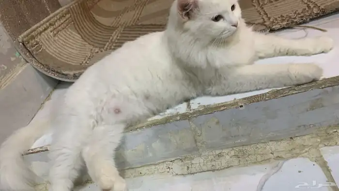 قطط لتبنى مجان ا 0