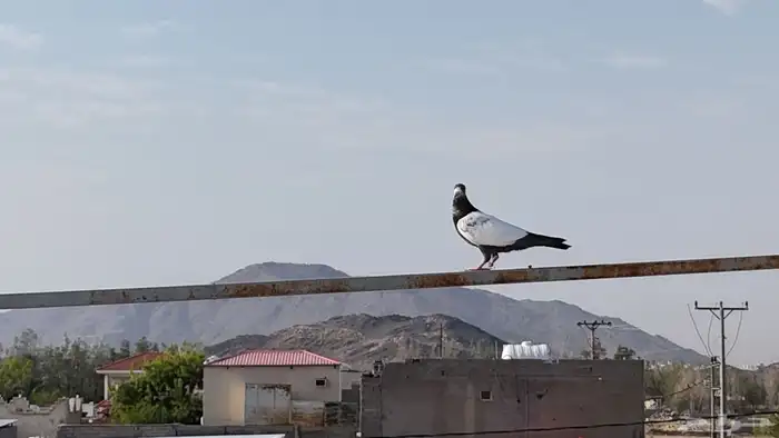 حمام تيدي باكستاني طيار 3