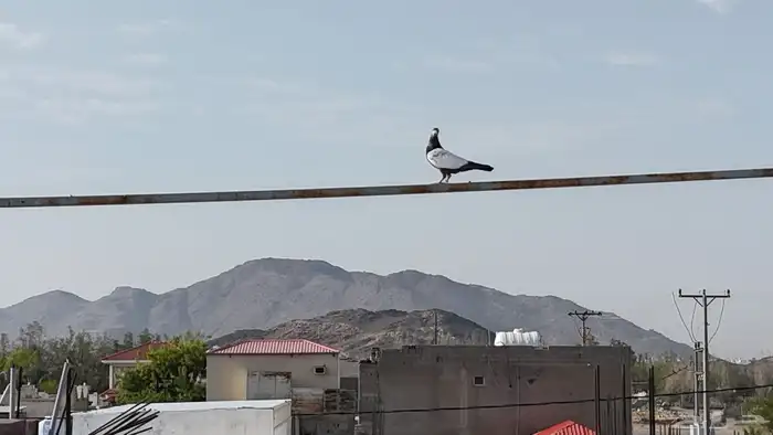 حمام تيدي باكستاني طيار 4