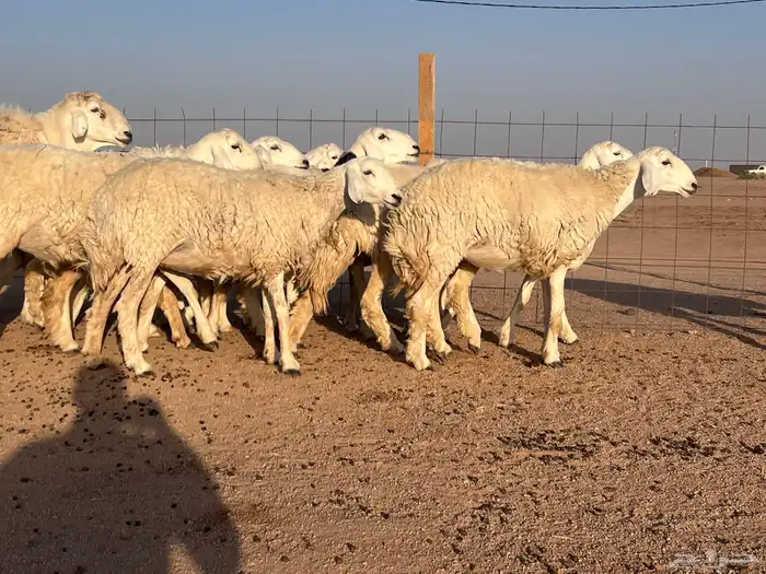مراح حريات حرش اشباب مضاريع ودفيع 13