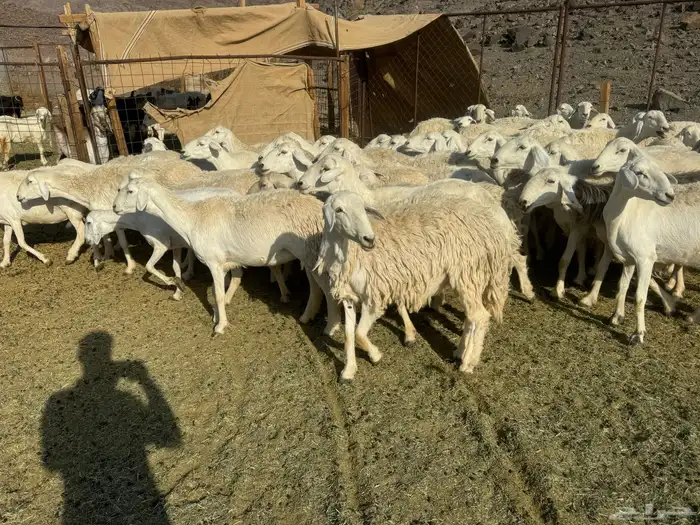 رخال وضان للبيع حرش 0