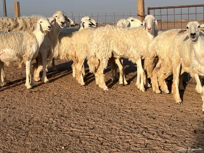 مراح حريات حرش اشباب مضاريع ودفيع 6