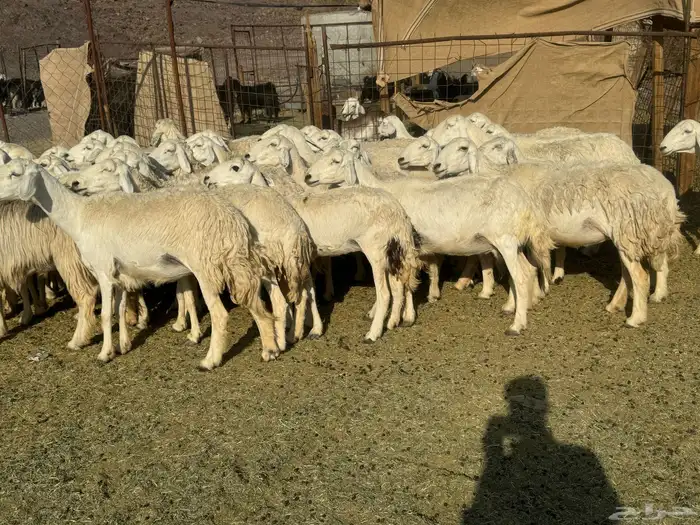 رخال وضان للبيع حرش 5