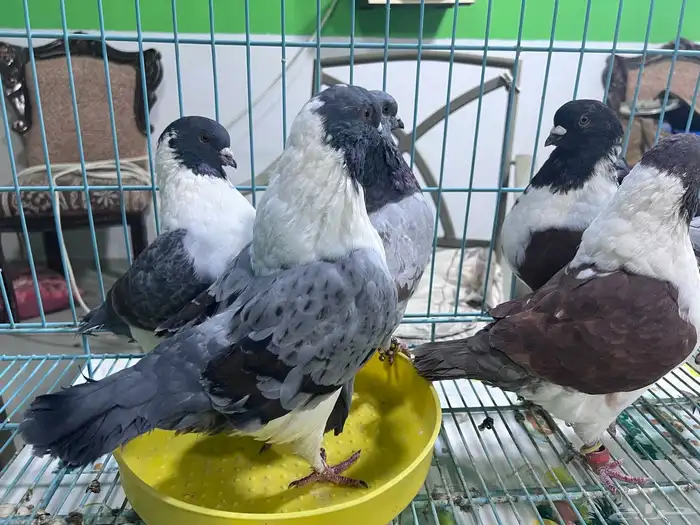 حمام كنق فاخر حجم ضخم 4