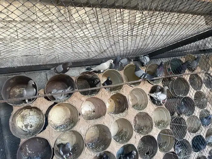 حمام مشكل زاجل وسلفر و هجين 12