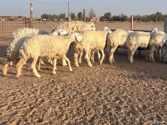 مراح حريات حرش اشباب مضاريع ودفيع 12