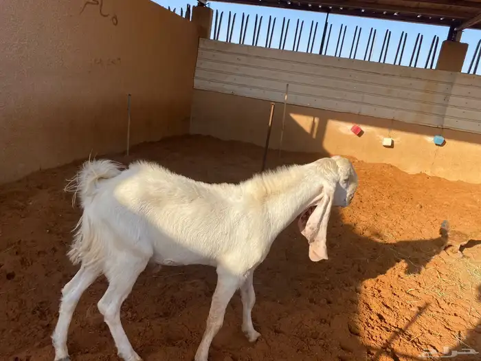 تيس مشروك طيب 2