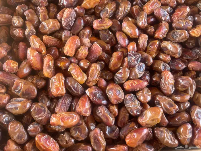 تمر انتاج عام 1447 0