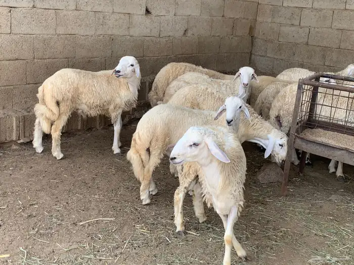 خرفان حريات للبيع 3