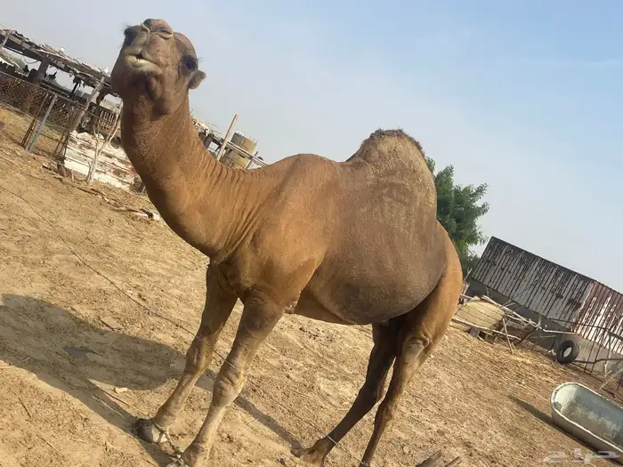 جمل 2