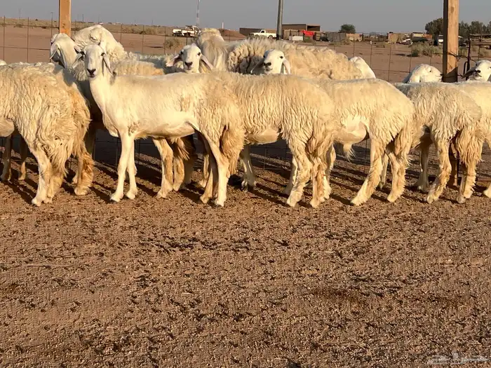 مراح حريات حرش اشباب مضاريع ودفيع 11