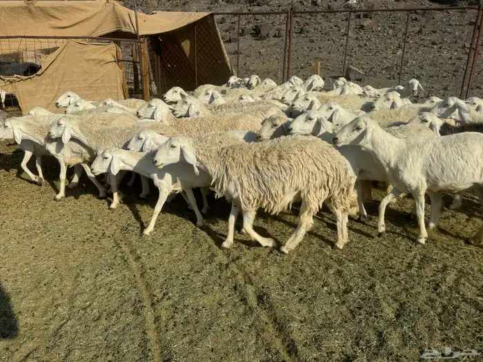 رخال وضان للبيع حرش 3