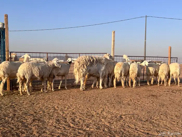 مراح حريات حرش اشباب مضاريع ودفيع 9