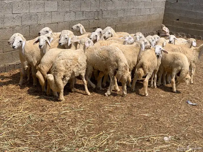 خرفان حريات للبيع 1