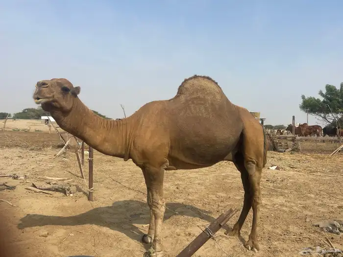 جمل 3