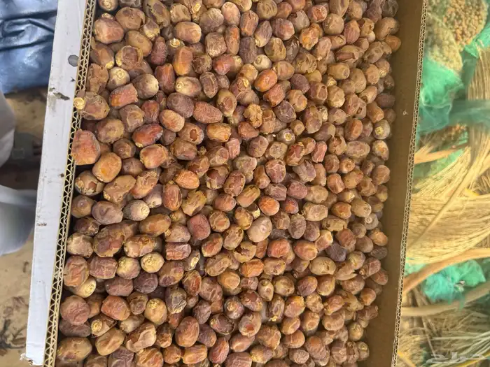 تمر خلاص و سري 1