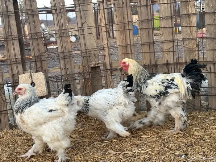 دجاج براهما بياض 4