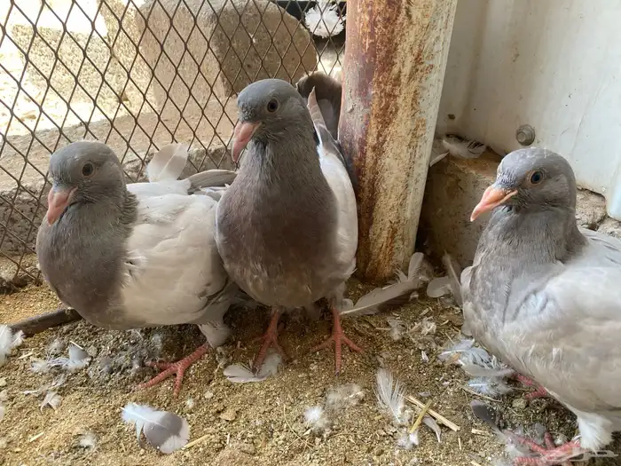 فراخة حمام سلفر للبيع 5