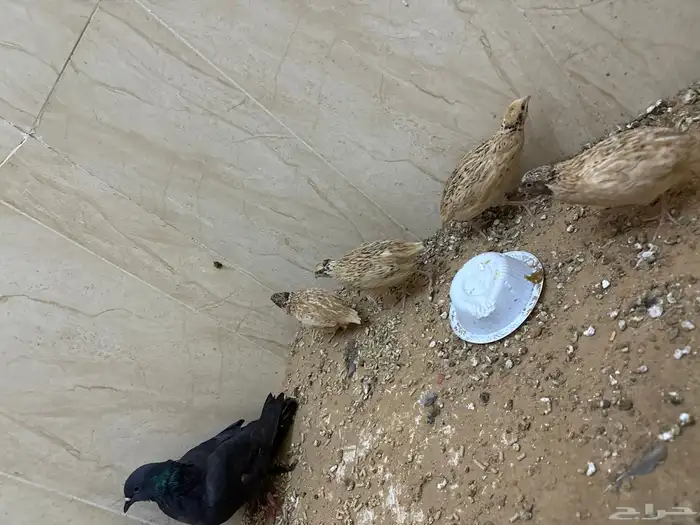 سمان للبيع الصحه 100بل 100وسمان منتج للبيع جمله وتفريد 5