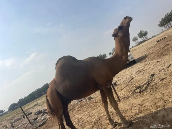 جمل 1