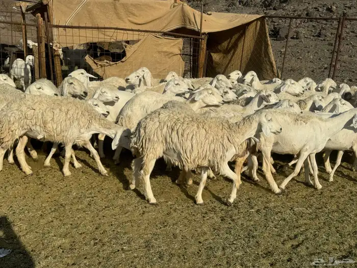 رخال وضان للبيع حرش 6