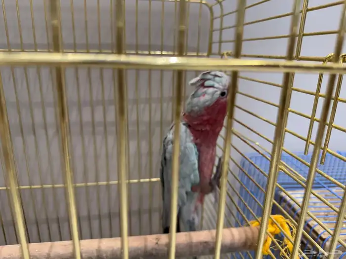 بغبغاء كوكاتو قالا مع القفص هديه روز جوز مع القفص 2