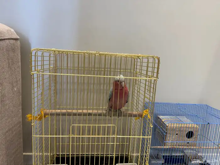 بغبغاء كوكاتو قالا مع القفص هديه روز جوز مع القفص 0