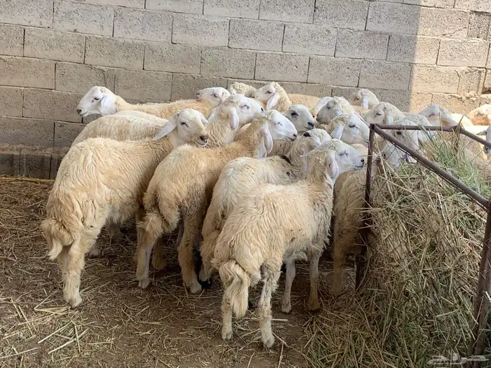 خرفان حريات للبيع 2