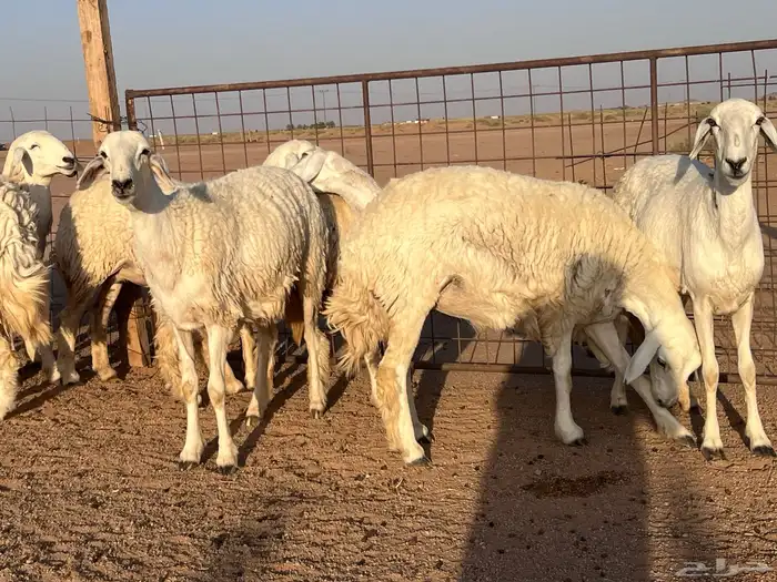 مراح حريات حرش اشباب مضاريع ودفيع 5
