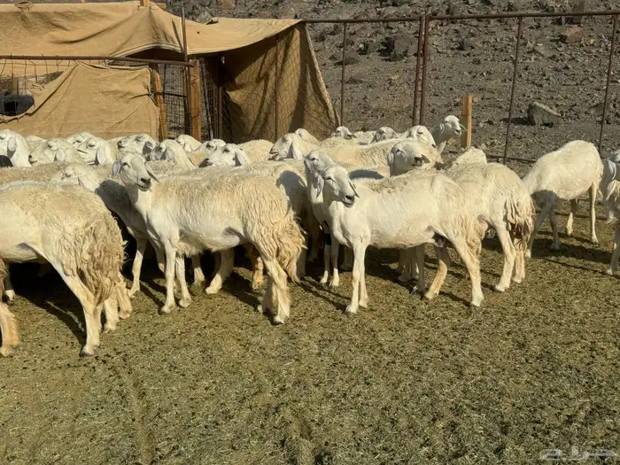 رخال وضان للبيع حرش 9