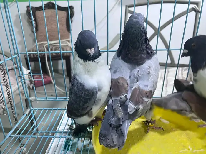 حمام كنق فاخر حجم ضخم 2