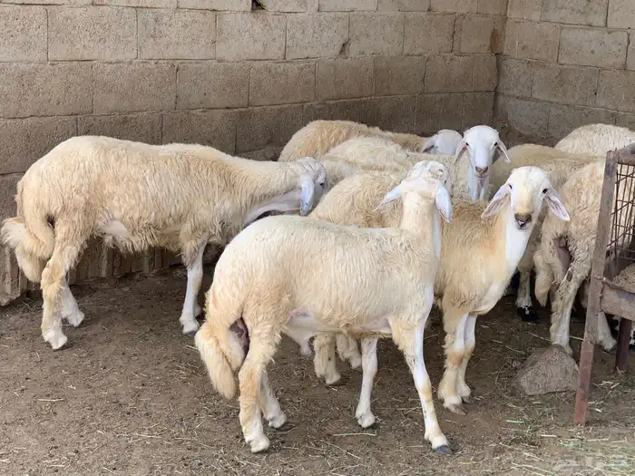 خرفان حريات للبيع 0