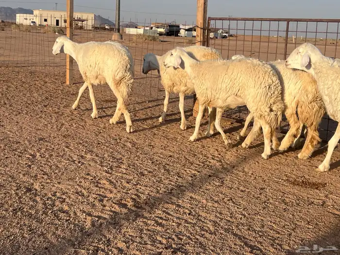 مراح حريات حرش اشباب مضاريع ودفيع 10